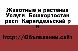 Животные и растения Услуги. Башкортостан респ.,Караидельский р-н